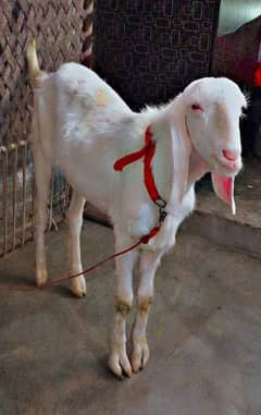 Rajanpuri Bakra