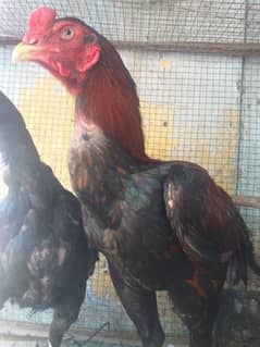 aseel chicks