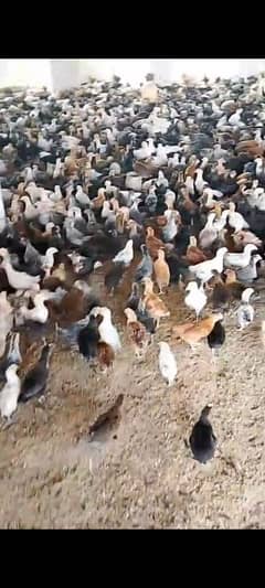 45 days chick's