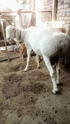 dumba heavy weight sale for eid ul azha