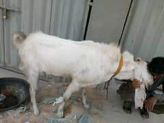 big huge size gulabi breeder