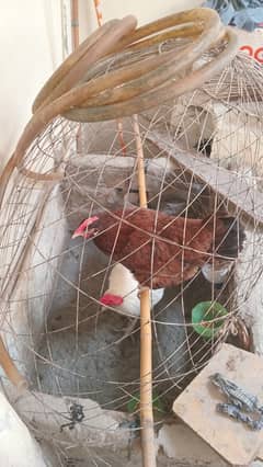 HENS PAIR FOR SALE