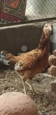2 Sindhi Aseel murgiyan for sale