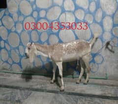 Bakri