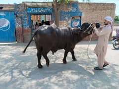 Qarbani ke liye Buffalo