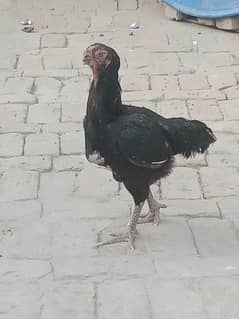 Qandhari Parrotbeak Aseel