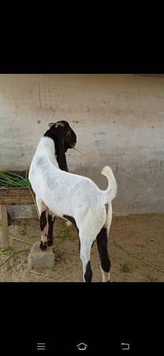 Pure kamori bakra