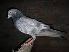 pigeons for sale