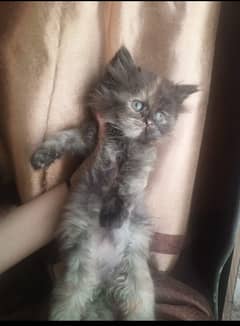 punch face female kittens,litter traind