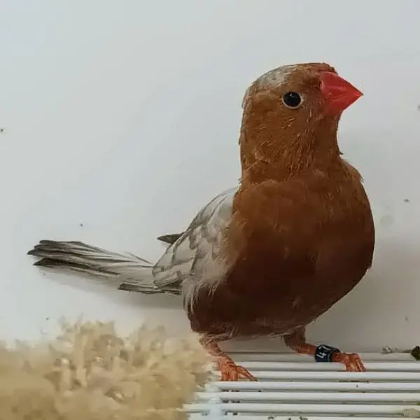 Orange 3B Black Mutation Finches & Dove Java ( Cargo All Pakistan) — photo 3