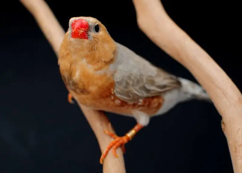 Orange 3B Black Mutation Finches & Dove Java ( Cargo All Pakistan) — photo 4