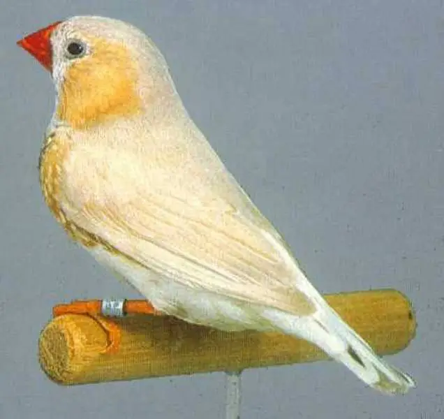Orange 3B Black Mutation Finches & Dove Java ( Cargo All Pakistan) — photo 5