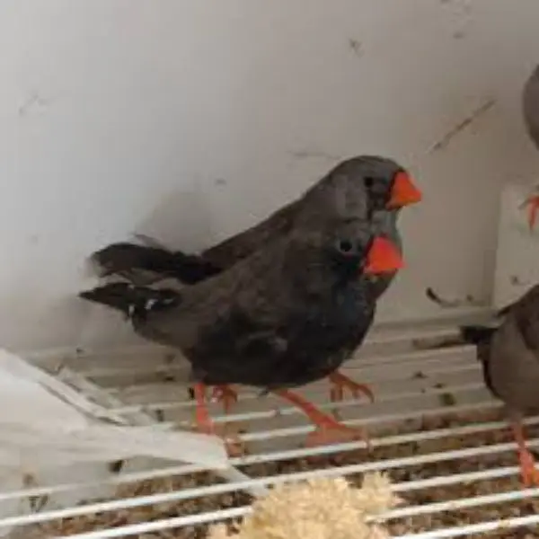 Orange 3B Black Mutation Finches & Dove Java ( Cargo All Pakistan) — photo 6