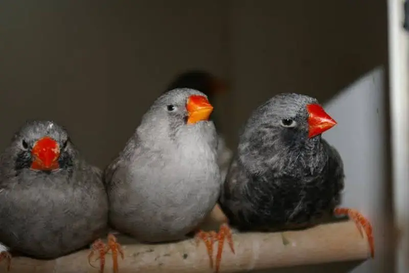 Orange 3B Black Mutation Finches & Dove Java ( Cargo All Pakistan) — photo 7