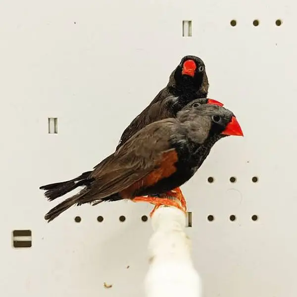 Orange 3B Black Mutation Finches & Dove Java ( Cargo All Pakistan) — photo 8