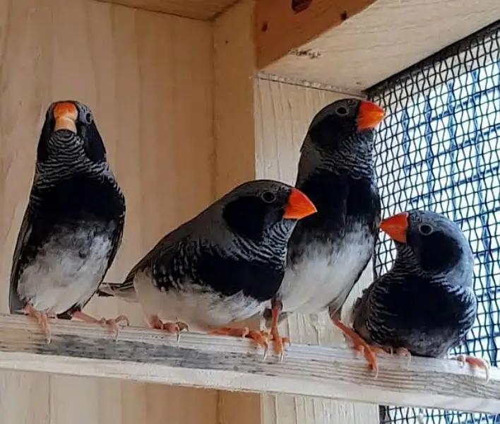 Orange 3B Black Mutation Finches & Dove Java ( Cargo All Pakistan) — photo 9