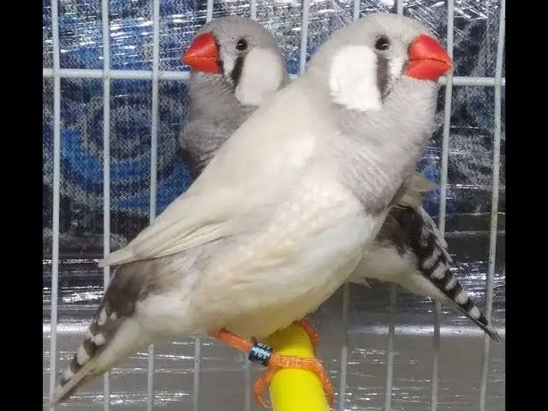 Orange 3B Black Mutation Finches & Dove Java ( Cargo All Pakistan) — photo 10