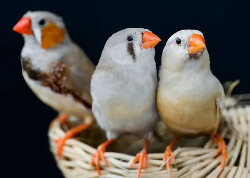 Orange 3B Black Mutation Finches & Dove Java ( Cargo All Pakistan) — photo 11