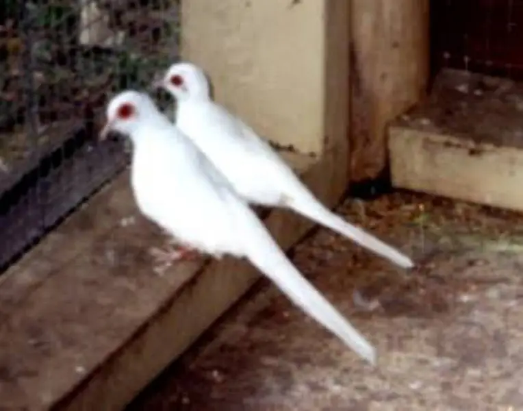 Orange 3B Black Mutation Finches & Dove Java ( Cargo All Pakistan) — photo 12