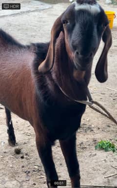 Qurbani Bakra