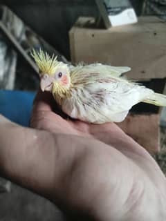 cream