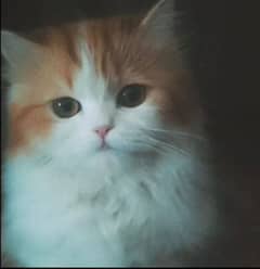 Persian female cat