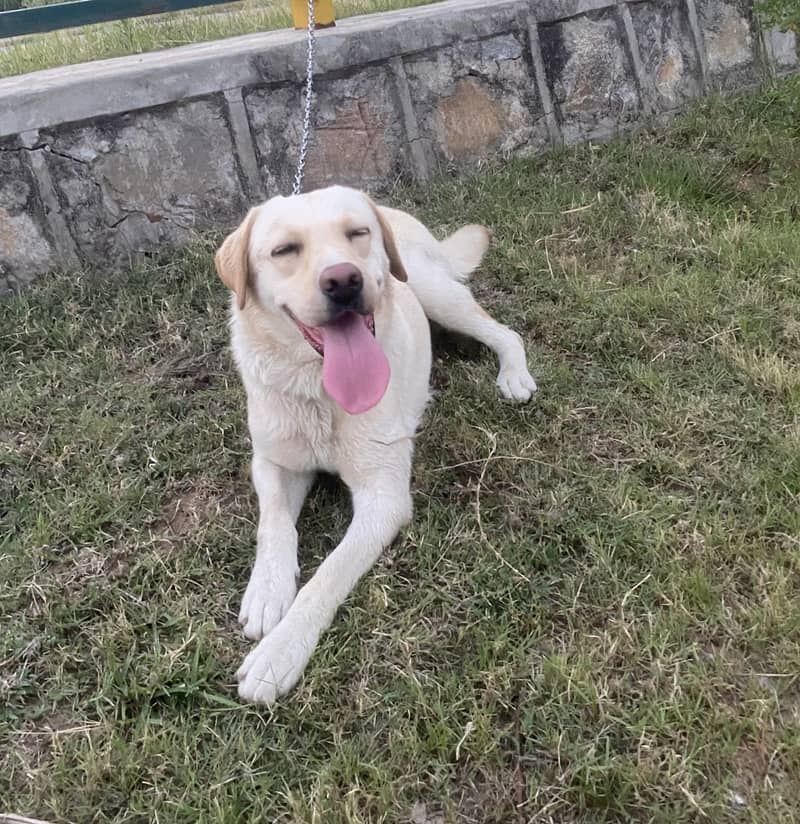 Labrador Only for stud service 1