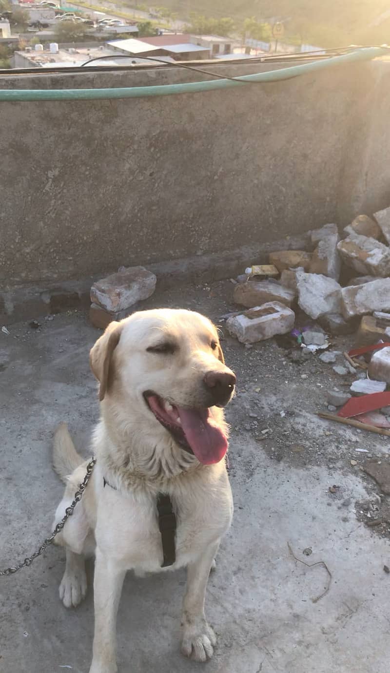Labrador Only for stud service 2