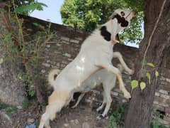 dasi korbani k liy 2 dant wala bakra Whatsapp 03407391325 Whatsapp