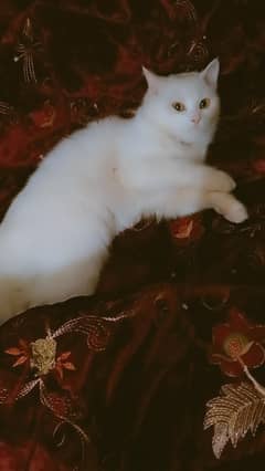 Persian cat available for sale