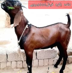 قربانی بکرے