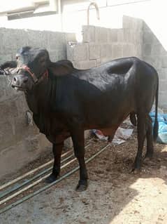 QURBANI KA BACHRA ORGANIC DIET