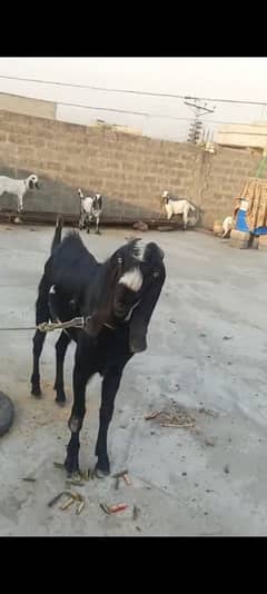 korbani k liy 2 dant wala bakra kaly rang min 03407391325