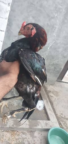 top quality bird MashAllah parmoze