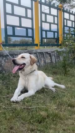 Labrador