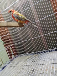 Rosella