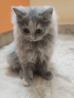 Persian kitten