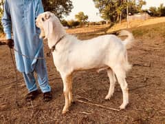 Bakra