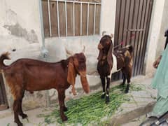 daba bakra 4 dant laal wala 2 dant