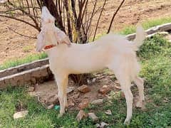 Bakra