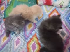 3 Persian kittens for sale