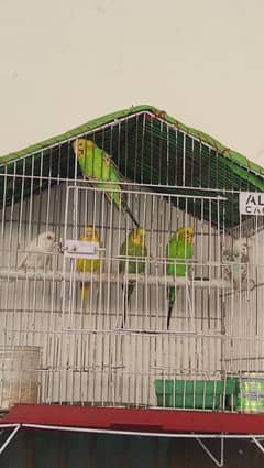 Australian Parrots