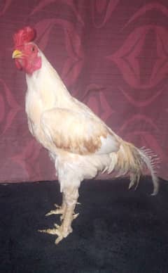 Pure Aseel Mianwali breed pair