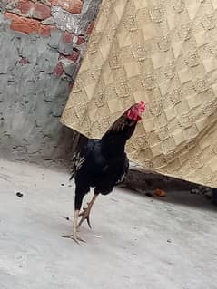 haseel murga abi 8 month ka hai