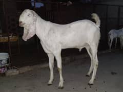 donda bakra
