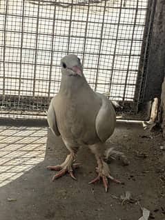 2 pigeons for sell