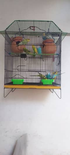 budgies