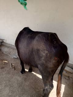 27 month age. com to Whatsapp 03265427885