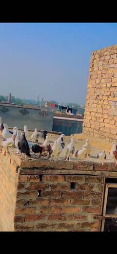 Fancy pigeon All healthy & activities