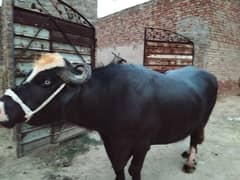 nili